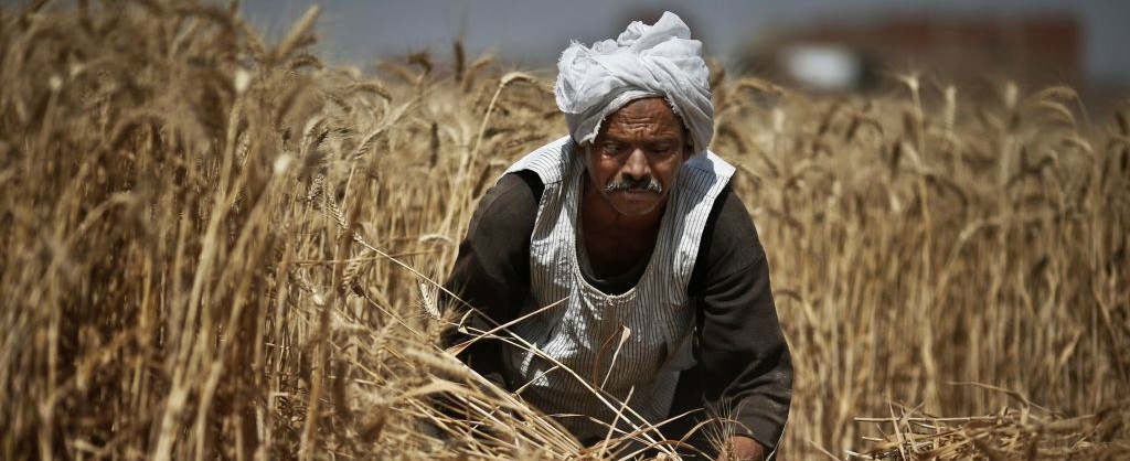 mideast-egypt-wheat-p_horo-e1371115707267