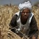 mideast-egypt-wheat-p_horo-e1371115707267